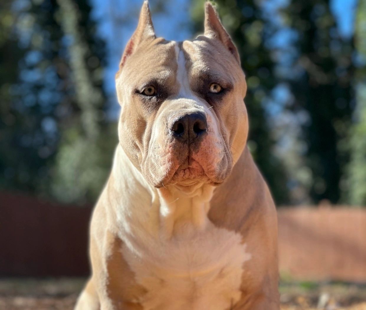 Simply Southern Bullies